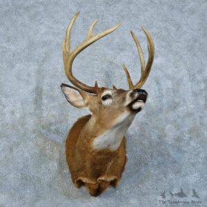 Whitetail Deer Shoulder Mount For Sale #15792 @ The Taxidermy Store