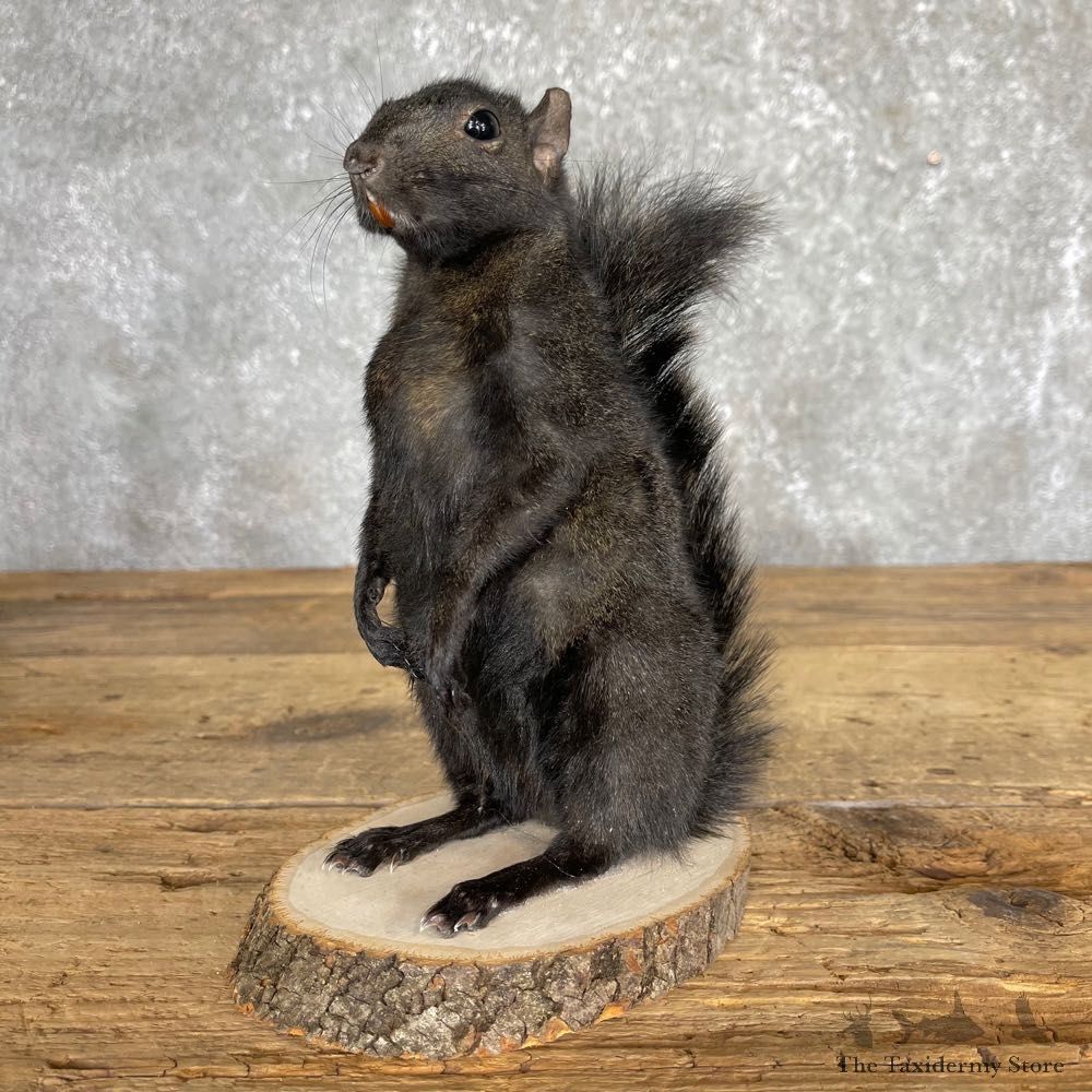 Black Squirrel Life-Size Mount For Sale #24347 @ The Taxidermy Store
