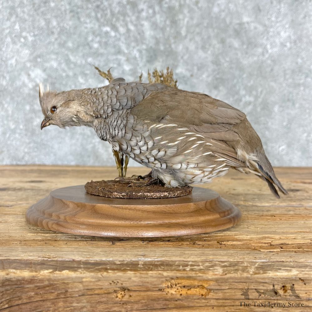 Scaled Quail Bird Mount For Sale #27215 @ The Taxidermy Store