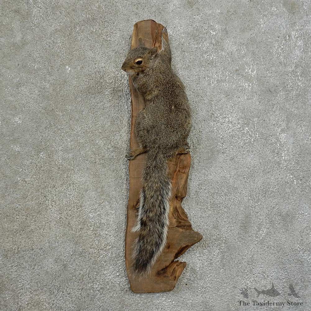 Grey Squirrel Life-Size Mount For Sale #16849 @ The Taxidermy Store