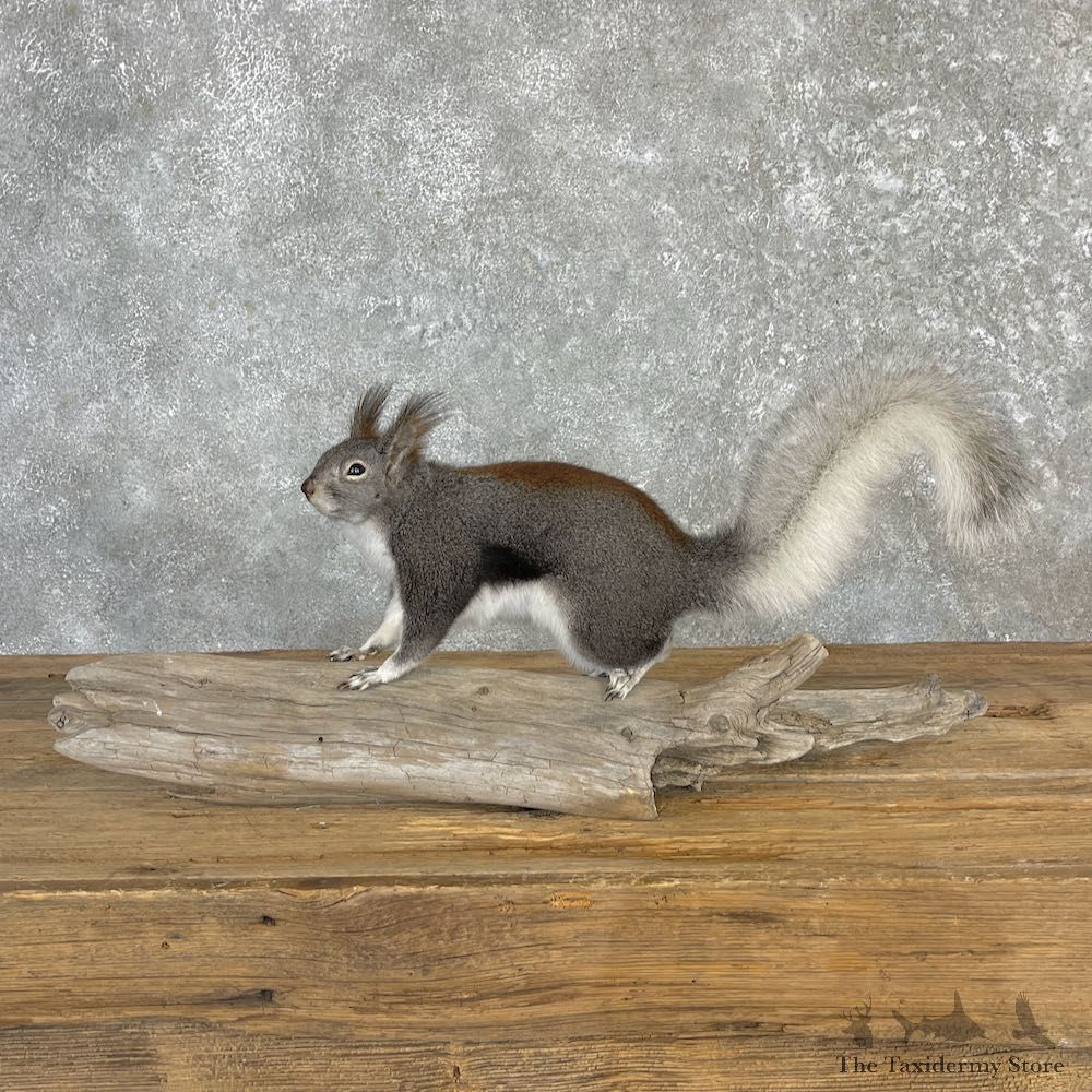 Kaibab Squirrel Mount For Sale #27102 @ The Taxidermy Store