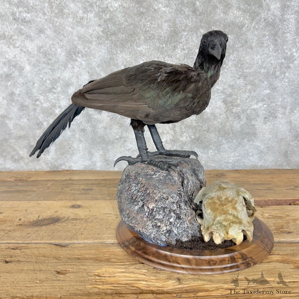 Replica Raven Bird Mount For Sale #30179 @ The Taxidermy Store