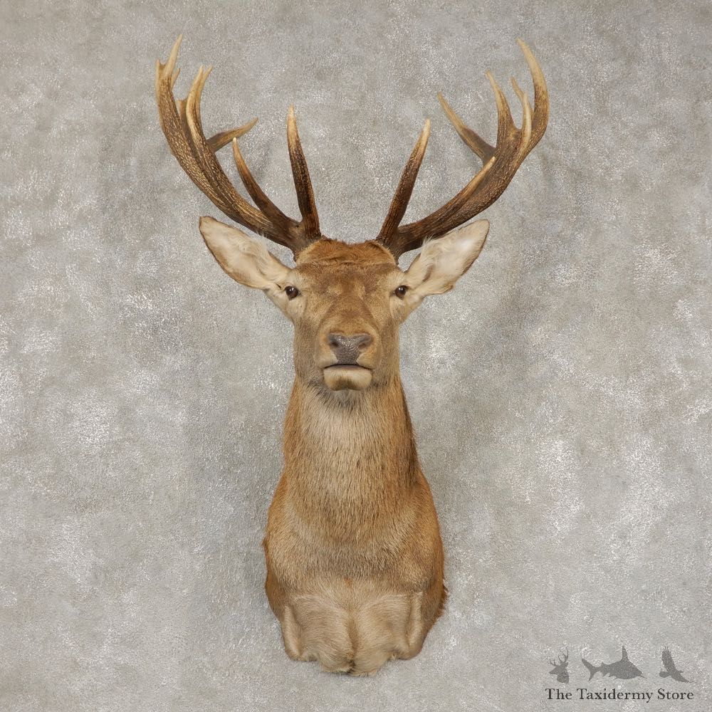 Red Stag Shoulder Mount For Sale #21415 @ The Taxidermy Store