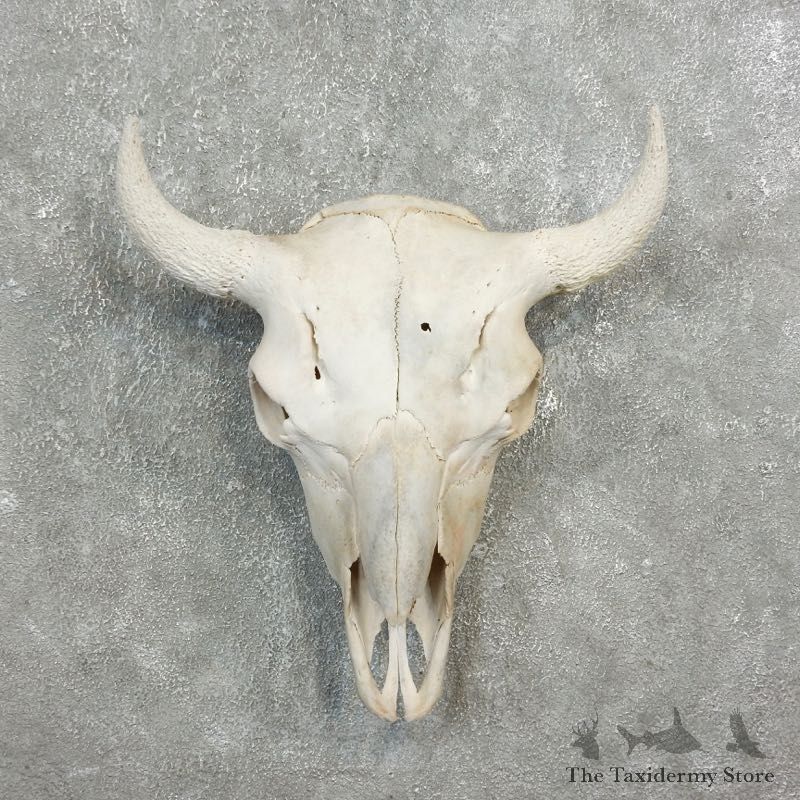 Buffalo Bison Skull Mount For Sale #17695 @ The Taxidermy Store