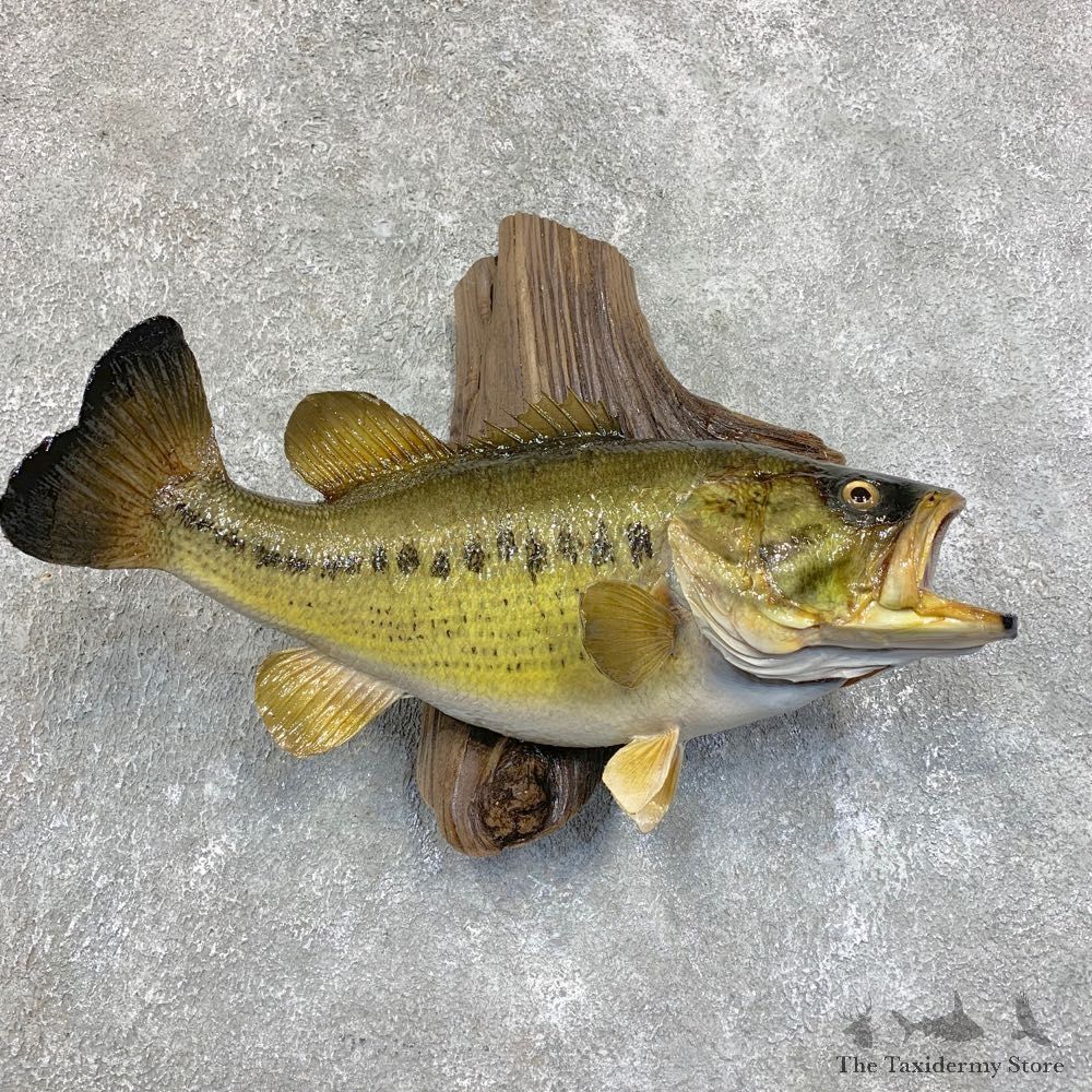Largemouth Bass Fish Mount For Sale #21810 @ The Taxidermy Store
