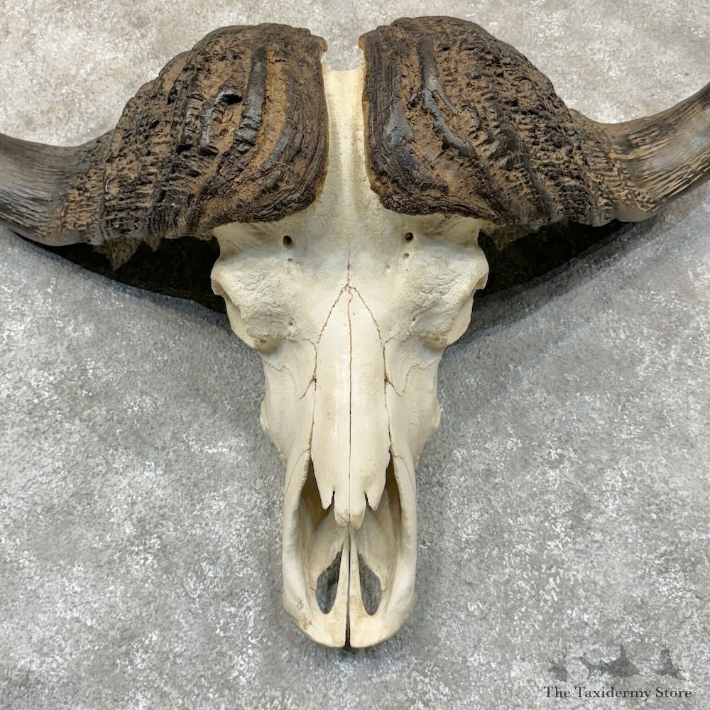 Cape Buffalo Skull European Mount For Sale #28768 @ The Taxidermy Store