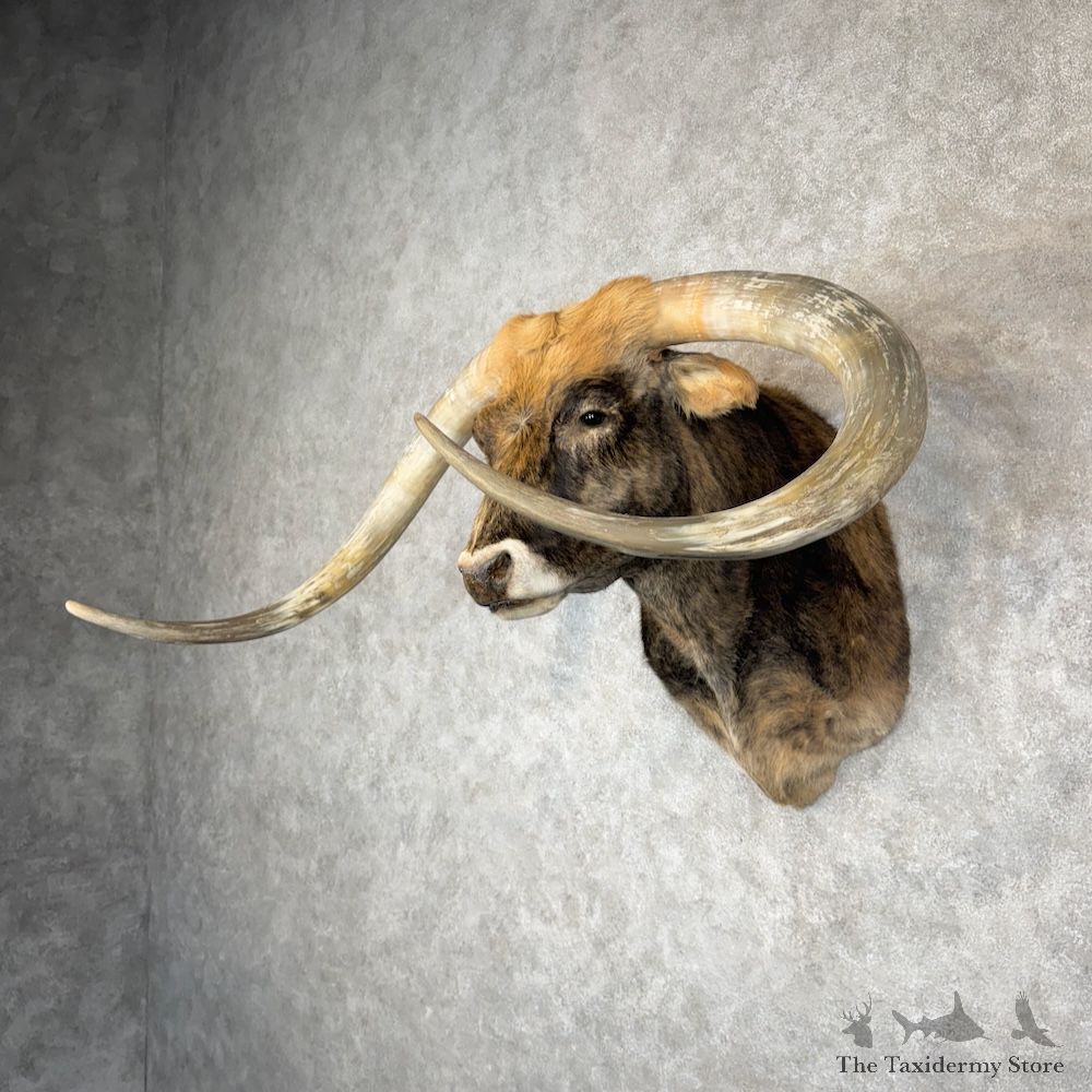Longhorn Steer Shoulder Mount For Sale #30144 @ The Taxidermy Store