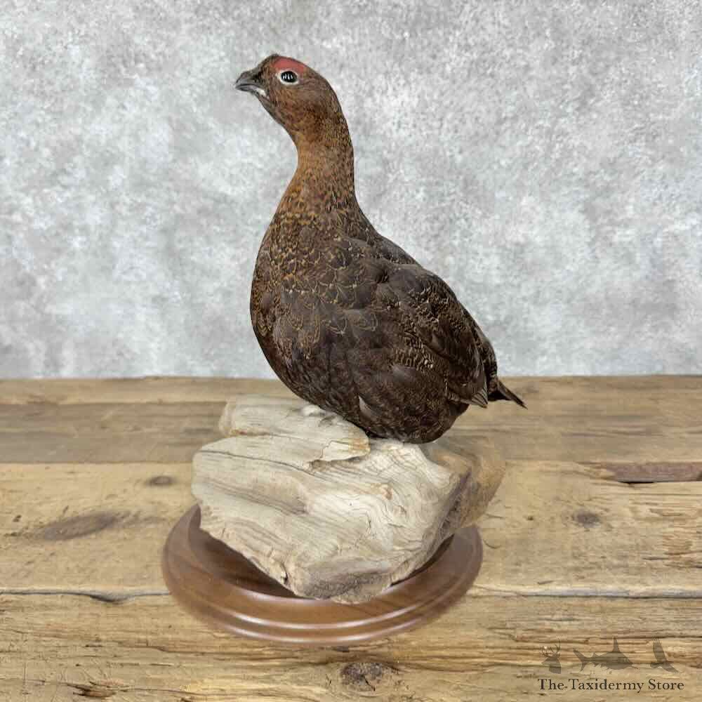 Willow Ptarmigan Mount For Sale #31824 @ The Taxidermy Store
