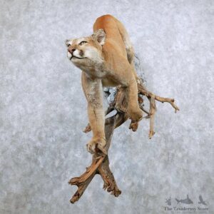 Mountain Lion Life Size Mount For Sale #13881 For Sale @ The Taxidermy Store