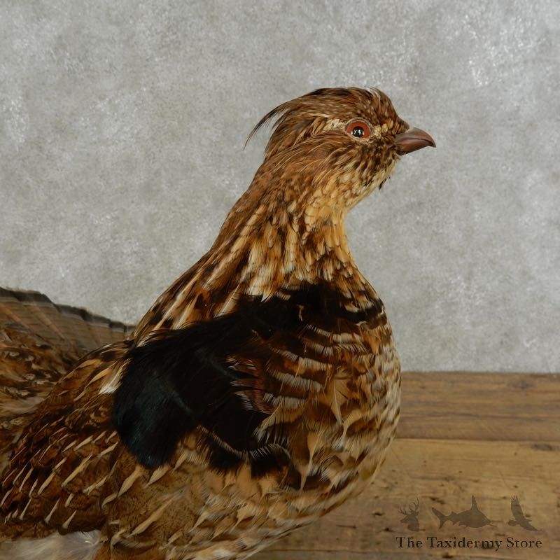 Ruffed Grouse Bird Mount For Sale #17222 @ The Taxidermy Store