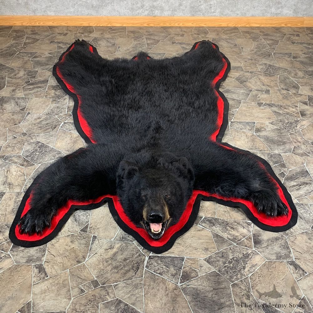 Black Bear Full-Size Rug For Sale #21176 @ The Taxidermy Store