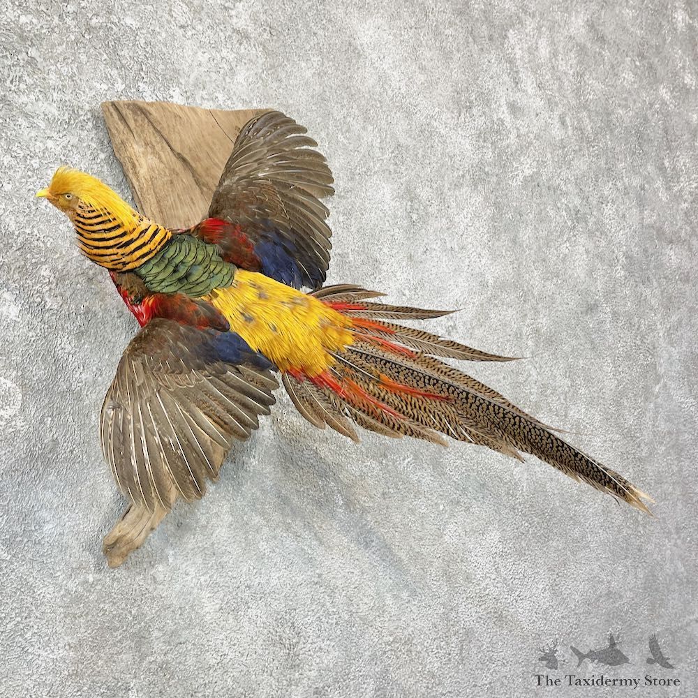 Red Golden Pheasant Mount For Sale #25945 @ The Taxidermy Store