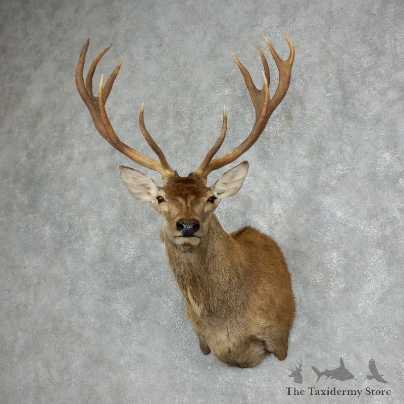 Red Stag Shoulder Mount For Sale #17988 @ The Taxidermy Store