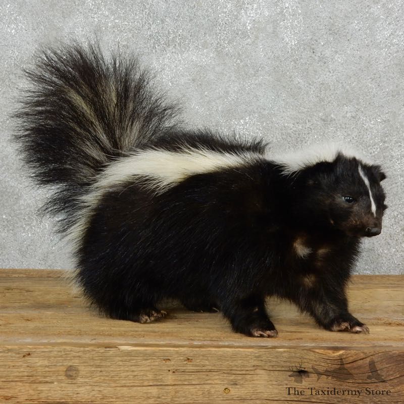Life-Size Skunk Taxidermy Mount #17165 For Sale @ The Taxidermy Store
