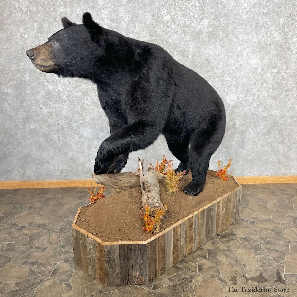 Black Bear Life-Size Mount For Sale #26742 @ The Taxidermy Store