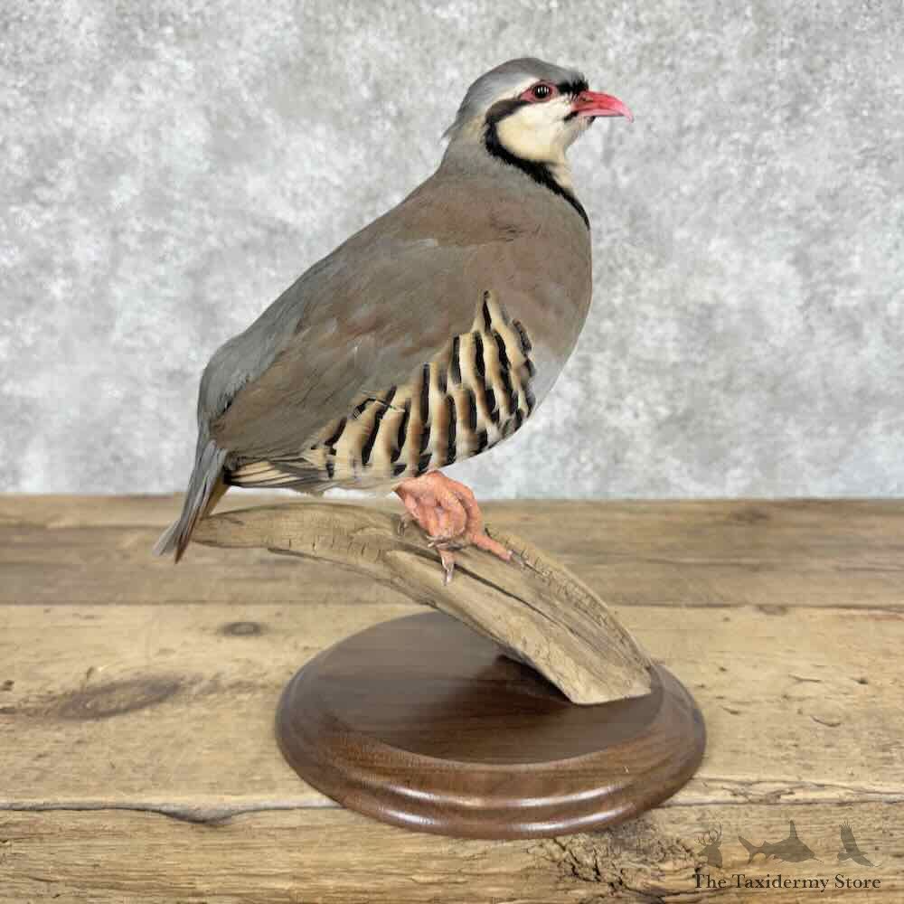 Chukar Partridge Life Size Mount For Sale #31981 @ The Taxidermy Store