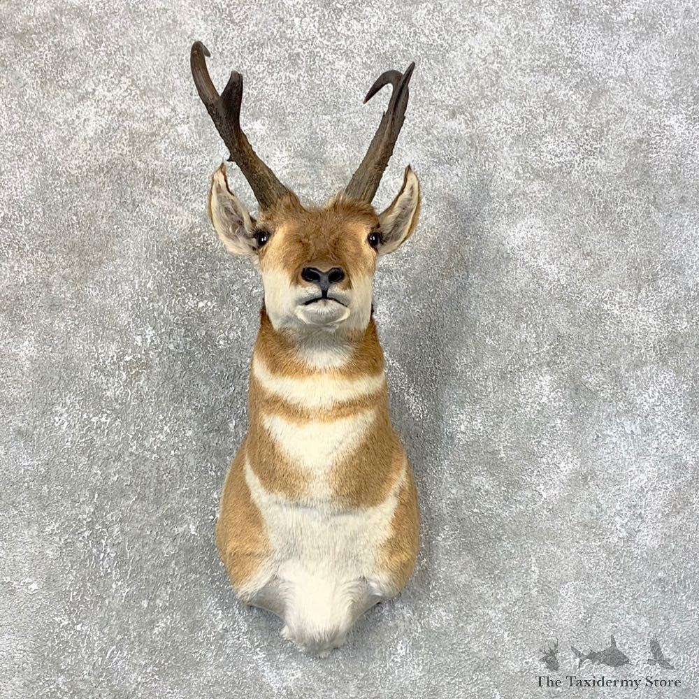Pronghorn Antelope Shoulder Mount For Sale #23992 @ The Taxidermy Store