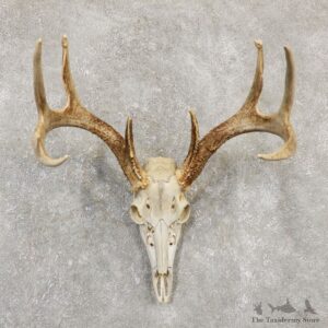 Whitetail Deer Skull European Mount For Sale #20173 @ The Taxidermy Store