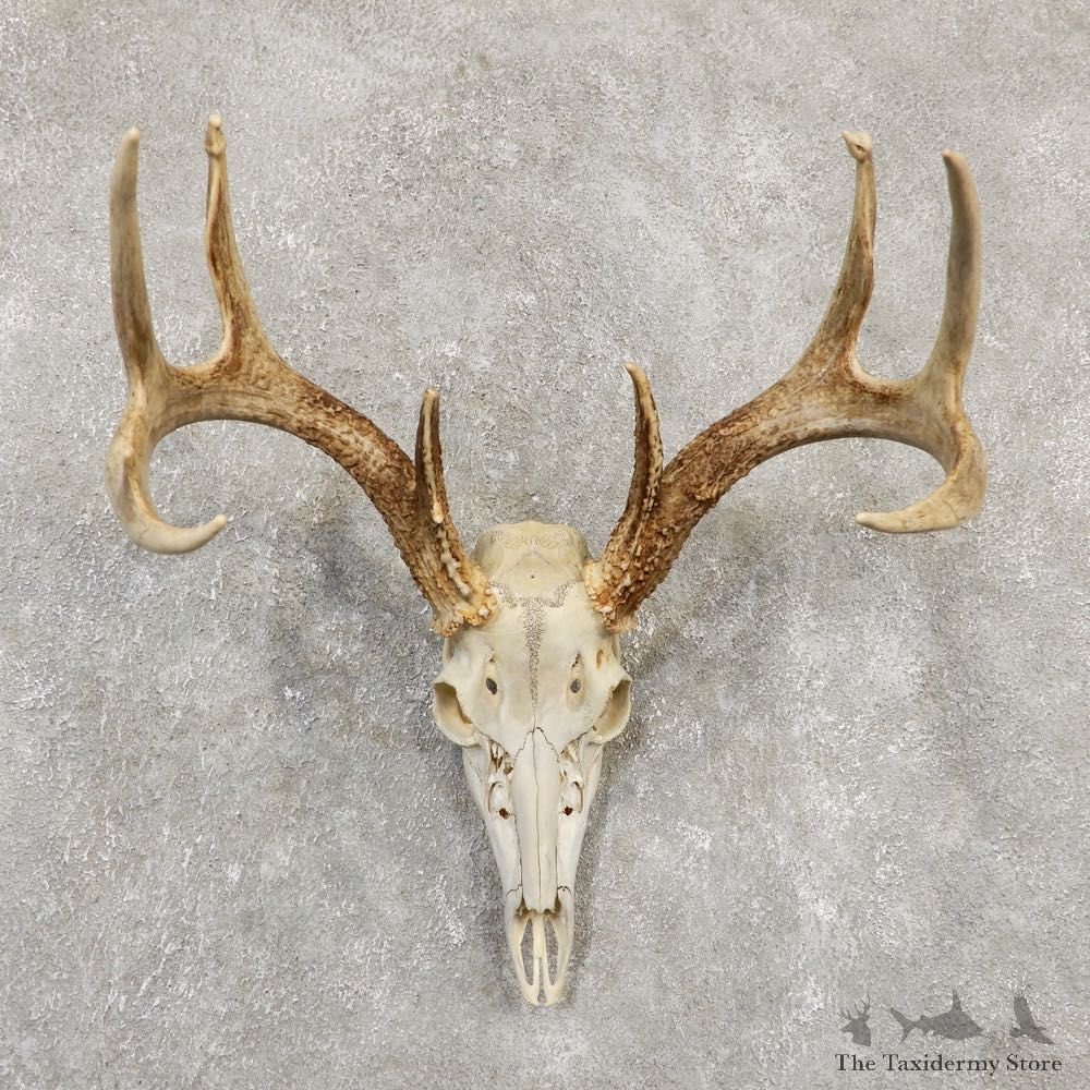 Whitetail Deer Skull European Mount For Sale #20173 @ The Taxidermy Store