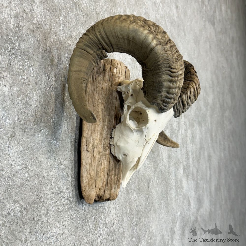 Corsican Ram Skull European Mount For Sale #29417 @ The Taxidermy Store