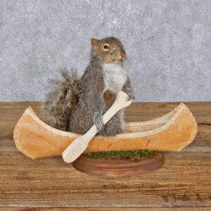 Novelty Canoe Squirrel Mount For Sale #14915 @ The Taxidermy Store