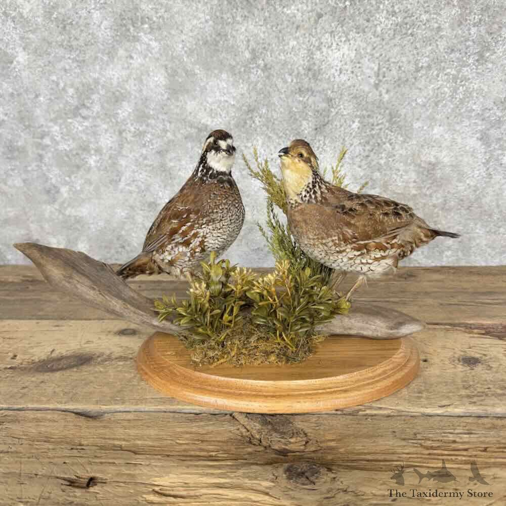 Bobwhite Quail Pair Bird Mount For Sale #32038 @ The Taxidermy Store
