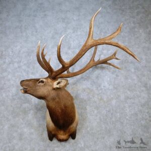 Rocky Mountain Elk Shoulder Mount For Sale #14469 @ The Taxidermy Store