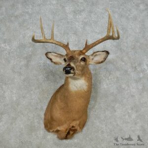 Whitetail Deer Taxidermy Shoulder Mount For Sale #14125 @ The Taxidermy Store