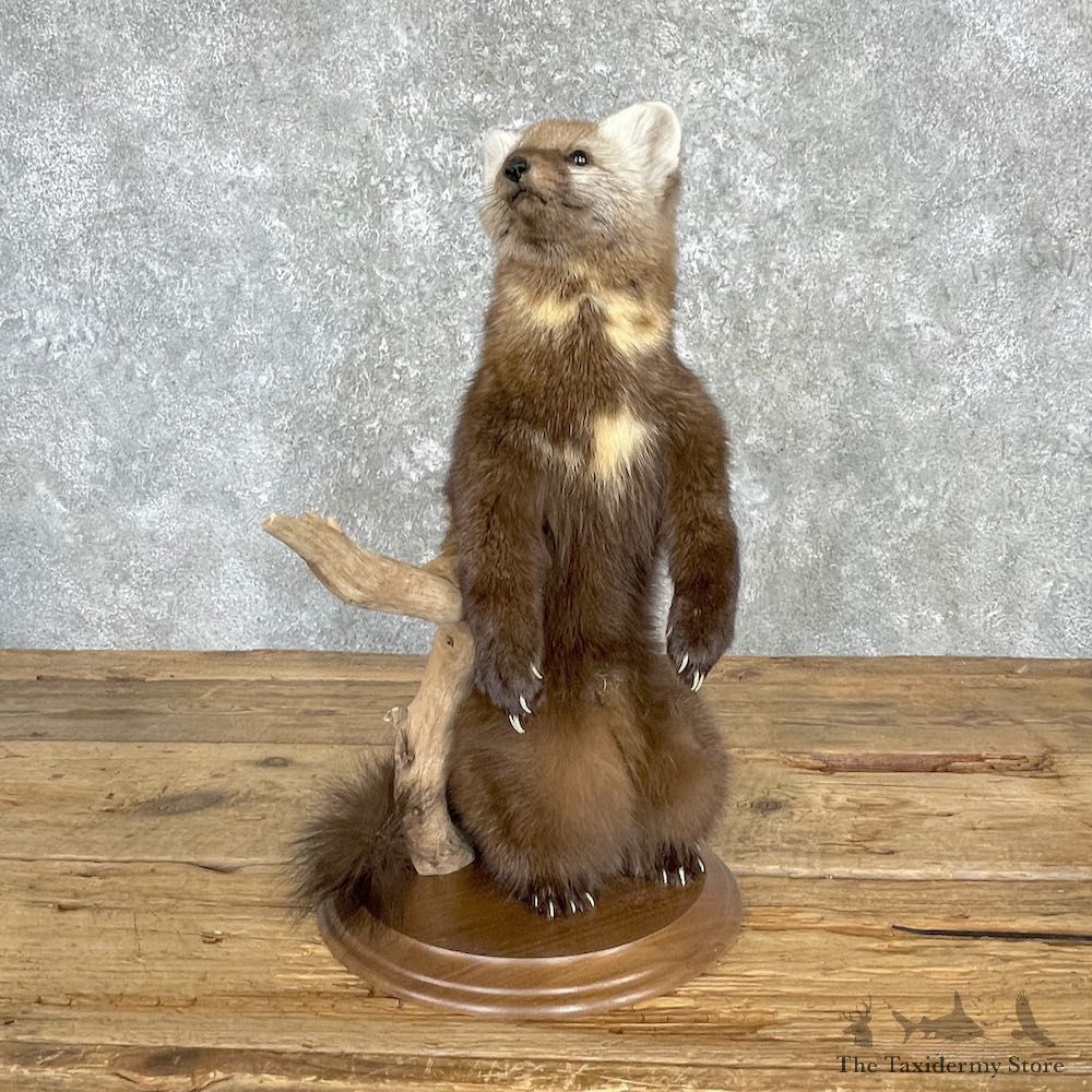 American Pine Marten Mount For Sale #27181 @ The Taxidermy Store