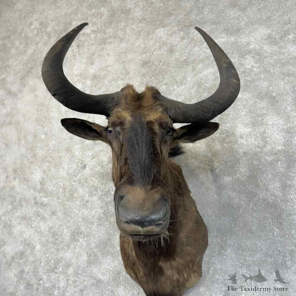 Black Wildebeest Shoulder Mount For Sale #30335 @ The Taxidermy Store