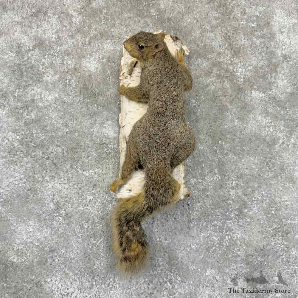Fox Squirrel Life-Size Mount For Sale #30973 @ The Taxidermy Store