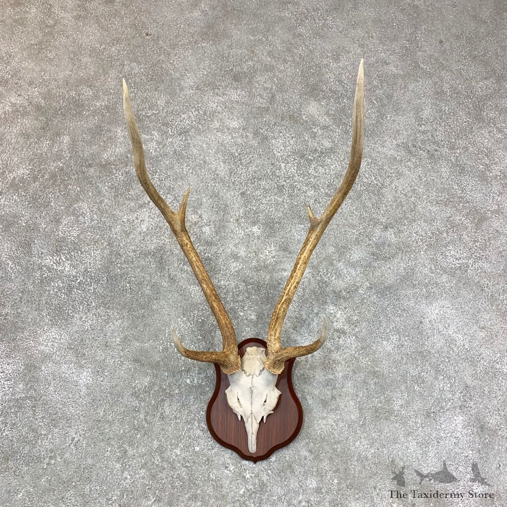 Axis Deer Plaque Mount For Sale #23380 @ The Taxidermy Store