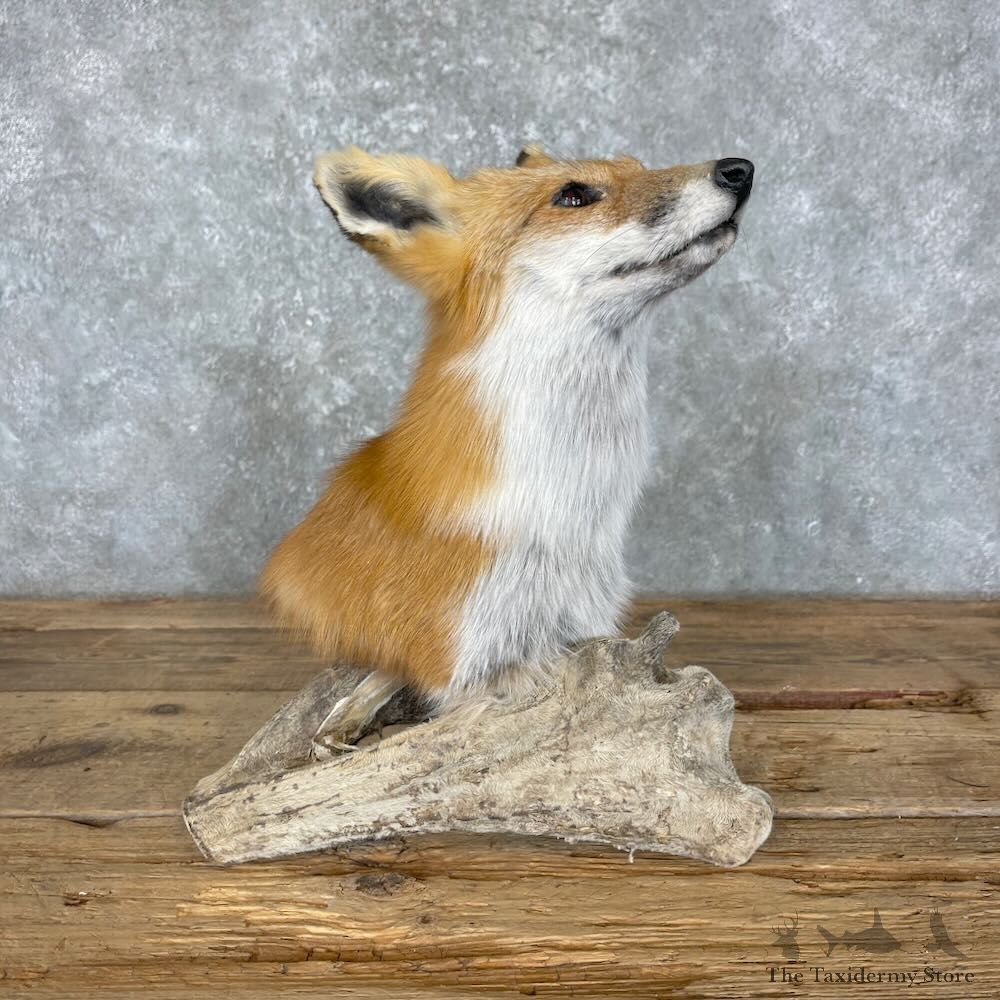 Red Fox Pedestal Mount For Sale #27372 @ The Taxidermy Store