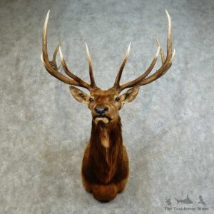 Rocky Mountain Elk Shoulder Mount For Sale #16171 @ The Taxidermy Store