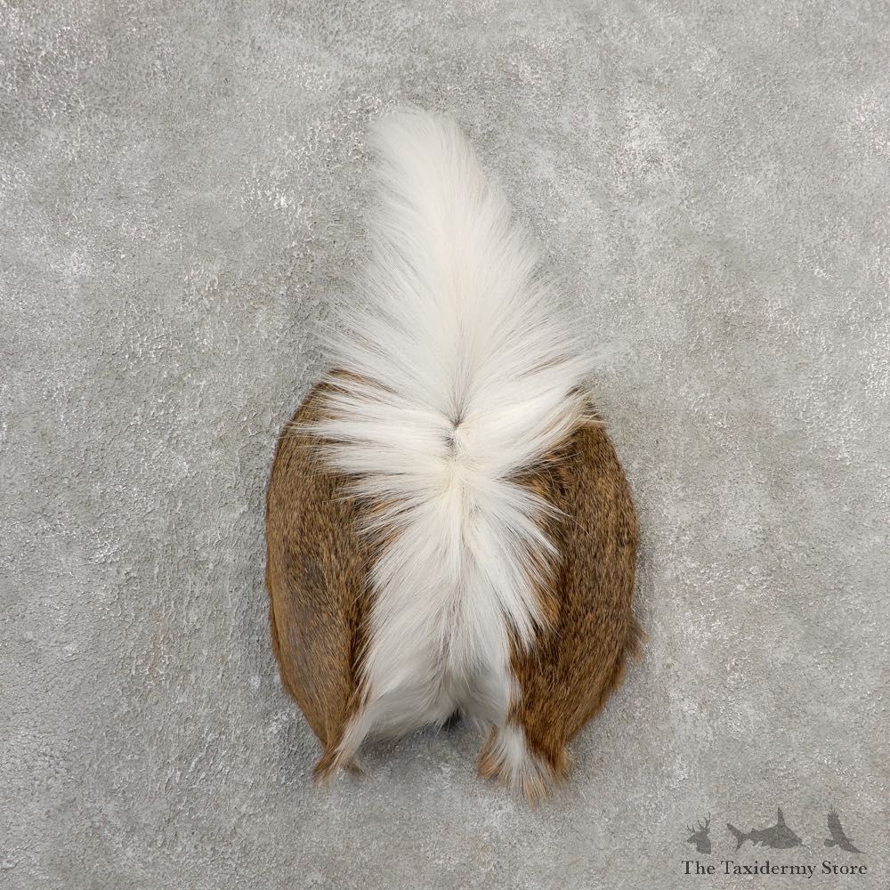 Whitetail Deer Rump Mount For Sale #21135 @ The Taxidermy Store