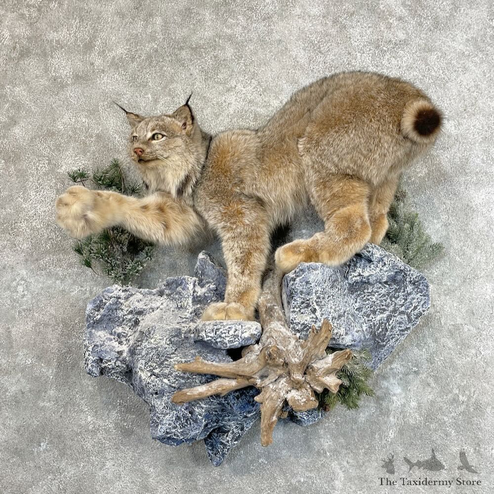 Canadian Lynx Life-Size Mount For Sale #27787 @ The Taxidermy Store