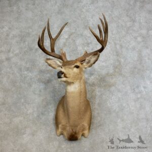 Mule Deer Shoulder Mount For Sale #17263 @ The Taxidermy Store