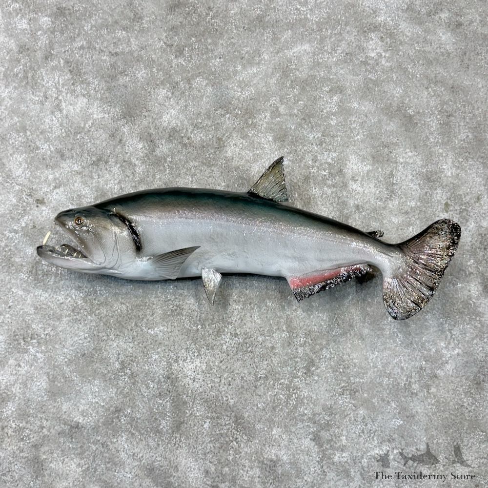 Payara Reproduction Fish Mount For Sale #29812 @ The Taxidermy Store
