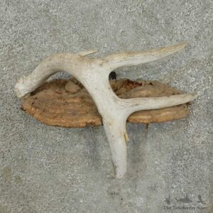 Whitetail Deer Antler Rustic Mount For Sale #16744 @ The Taxidermy Store