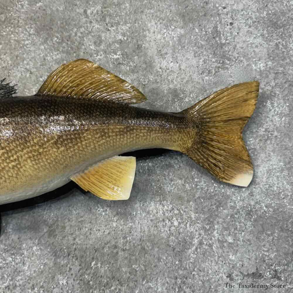 Walleye Fish Mount For Sale #31298 @ The Taxidermy Store