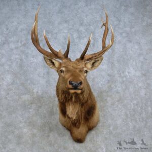 Rocky Mountain Elk Shoulder Mount For Sale #15102 @ The Taxidermy Store