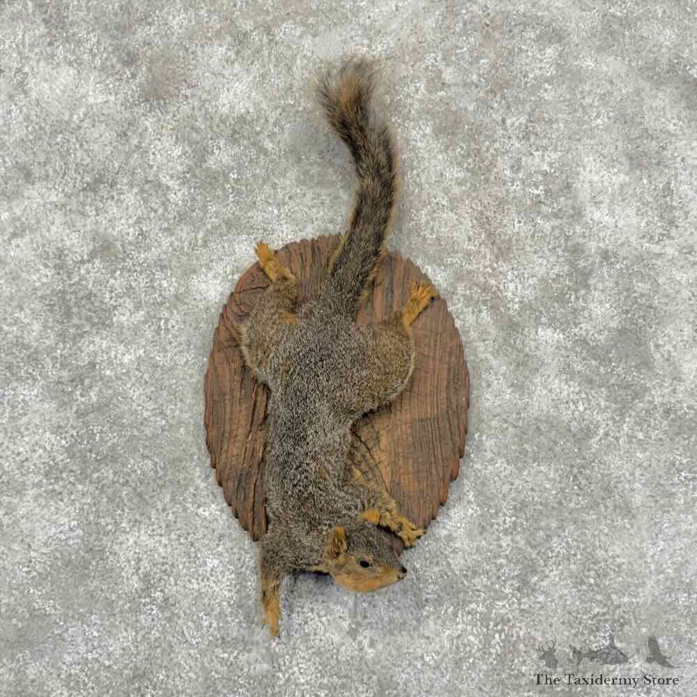 Fox Squirrel Life-Size Mount For Sale #32195 @ The Taxidermy Store