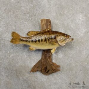 Largemouth Bass Fish Mount For Sale #20555 @ The Taxidermy Store