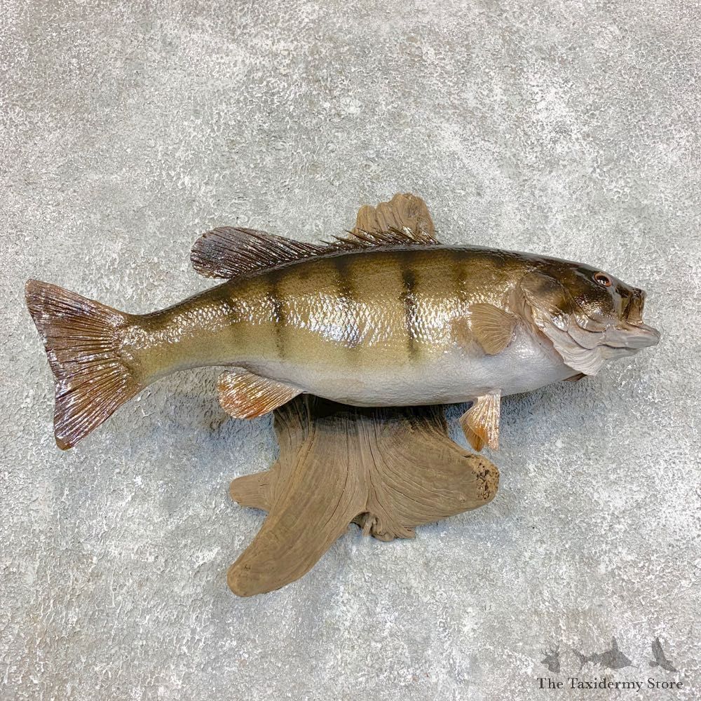 Smallmouth Bass Fish Mount For Sale #21784 @ The Taxidermy Store
