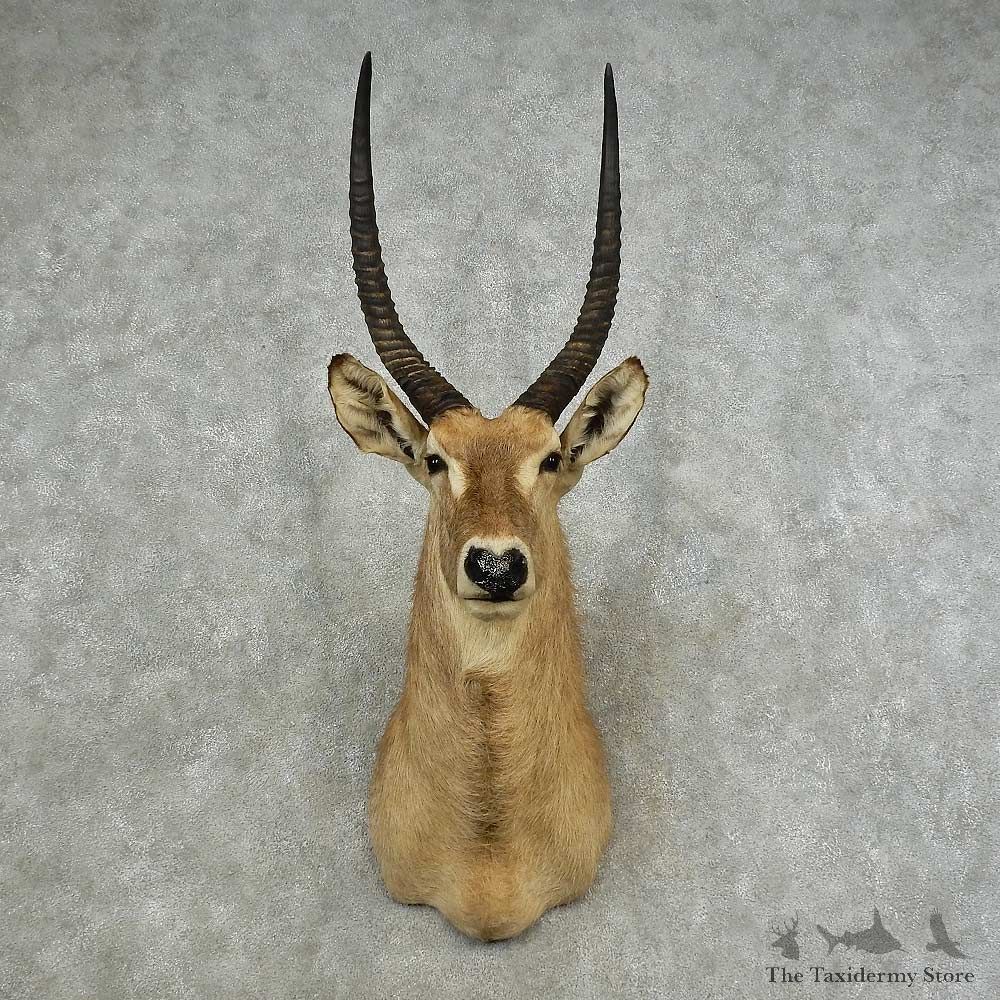 Common Waterbuck Shoulder Mount For Sale #16782 @ The Taxidermy Store