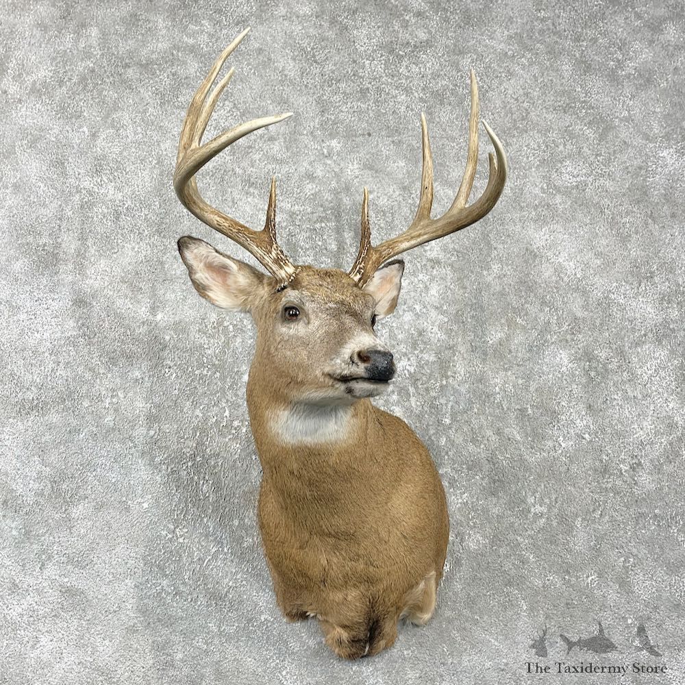 Whitetail Deer Shoulder Mount For Sale #25980 @ The Taxidermy Store
