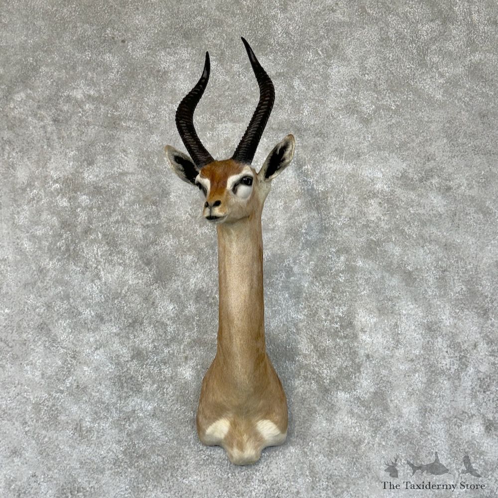 Gerenuk Shoulder Mount For Sale #29582 @ The Taxidermy Store