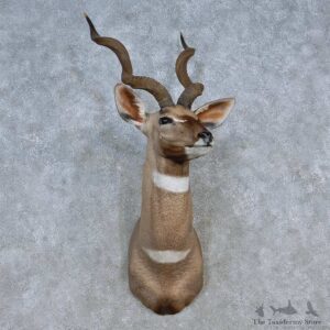 Lesser Kudu Taxidermy Mount For Sale #15140 @ The Taxidermy Store