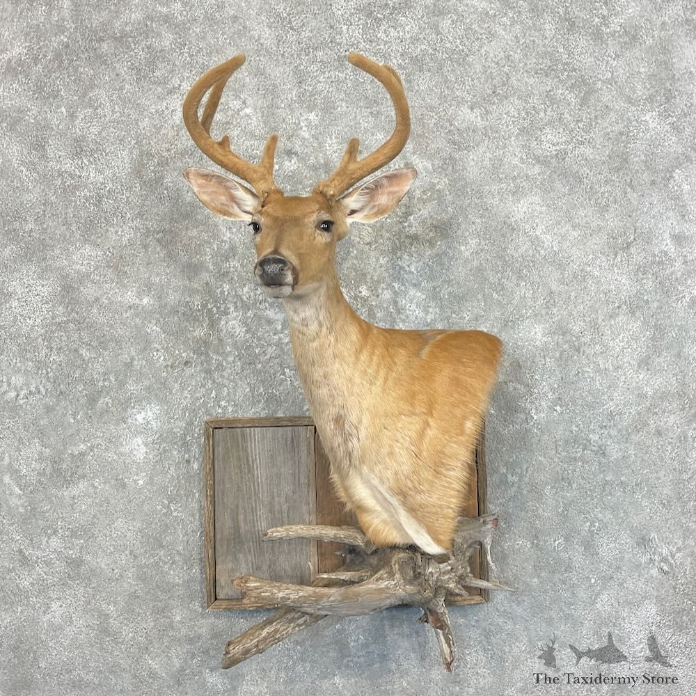 Whitetail Deer Shoulder Mount For Sale #27660 - The Taxidermy Store