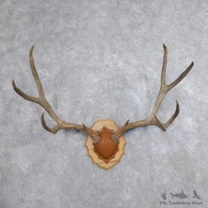 Mule Deer Taxidermy Antler Plaque #18709 For Sale @ The Taxidermy Store